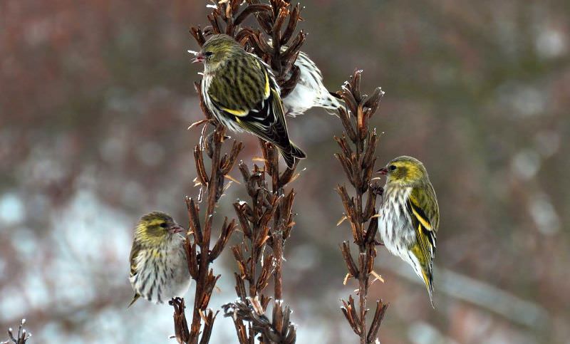 foto hrănitoare speciale pentru păsările rămase peste iarnă în muzeul în aer liber