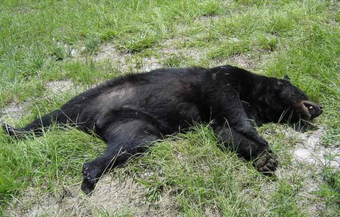 percheziții în sibiu la braconieri - au ucis trei exemplare de urs brun