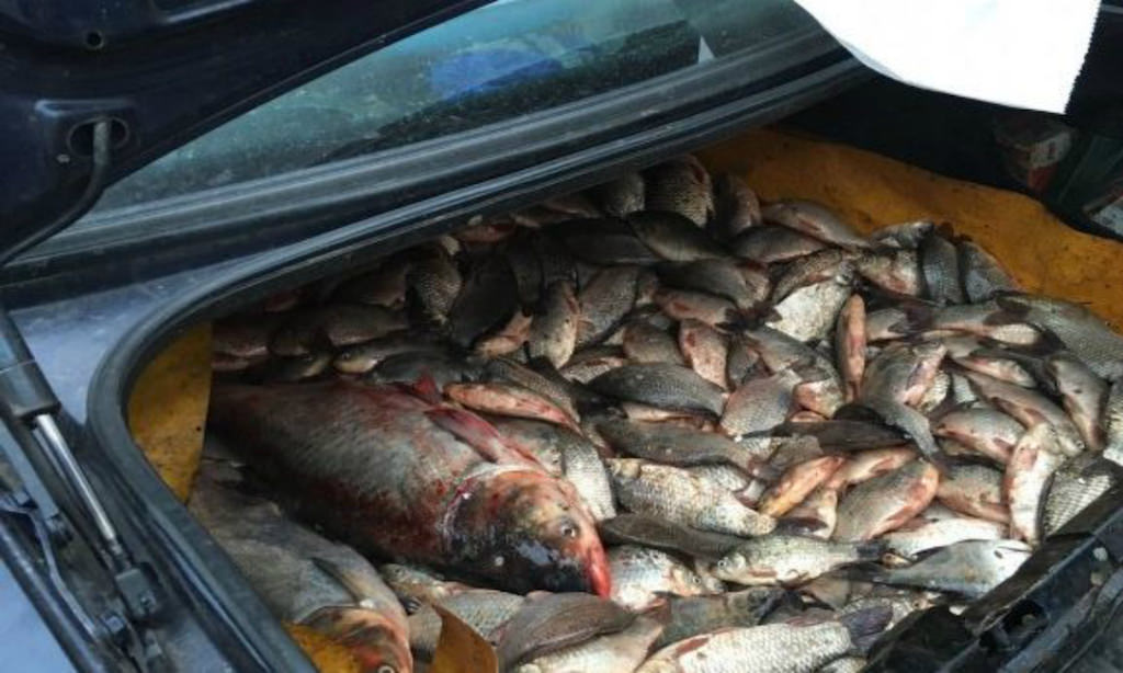 braconier sibian prins cu o tonă de pește pescuit ilegal la călimănești