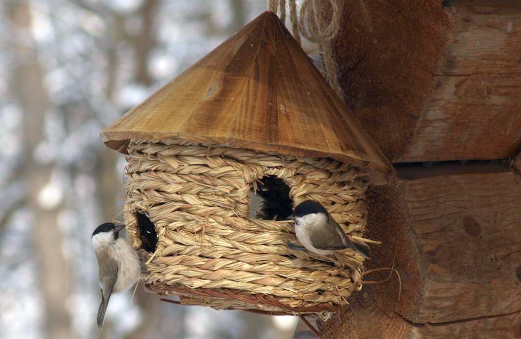 foto programul de hrănire a păsărilor cuibăritoare rezidente din muzeul astra a ajuns la final