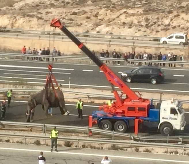 elefanți ridicați cu macaraua de pe o autostradă din spania - camionul unui circ s-a răsturnat