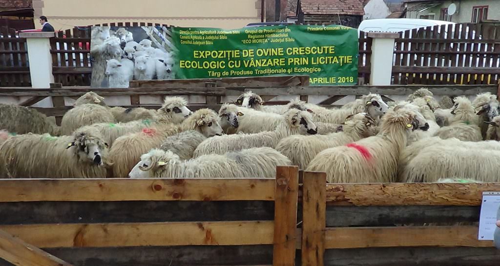 foto - animale donate fermierului ale cărui oi au murit mistuite de incendiu la șura mică. omul a plâns de fericire