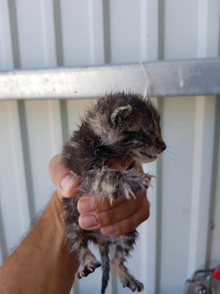 foto - pisicuțe salvate dintre gunoaie la stația de sortare la sibiu. se dau spre adopție