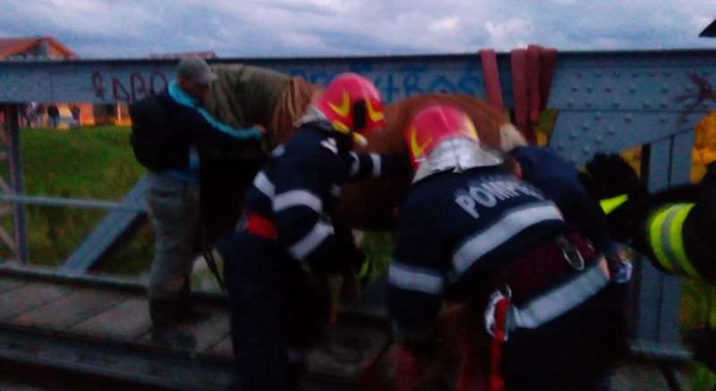 foto - cal salvat in extremis de pompierii sibieni. acțiunea a fost dificilă