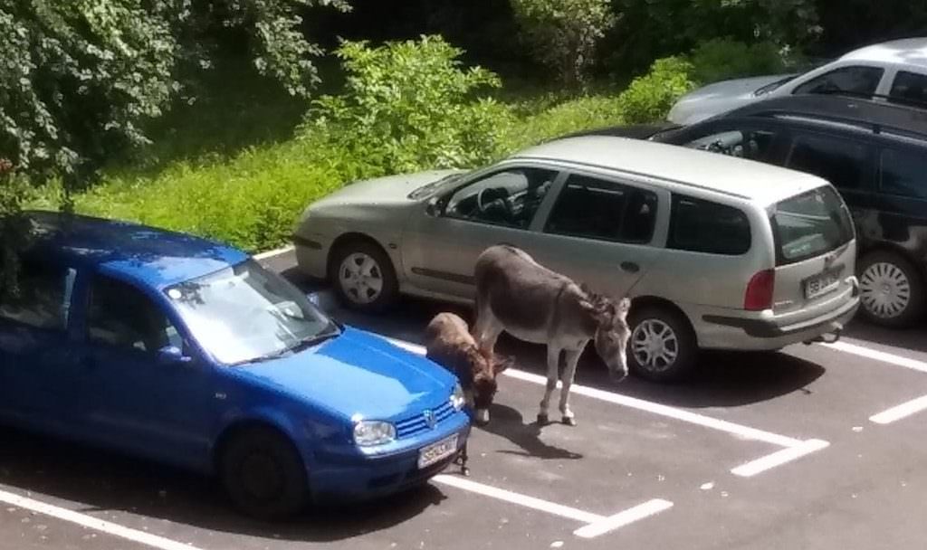 foto - măgari în trafic la sibiu. la propriu!