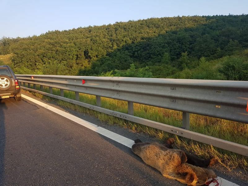 foto - încă un urs omorât de o mașină pe autostrada sibiu orăștie. este al doilea în câteva zile