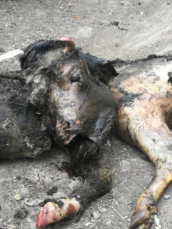 bărbatul care a omorât un cal în valea aurie a ucis acum și o vacă - imagini cu impact emoțional