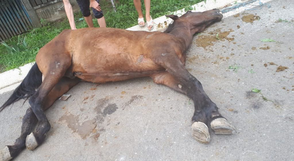primăria a luat calul omorât în bătaie în valea aurie - stăpânul amendat de 17 ori