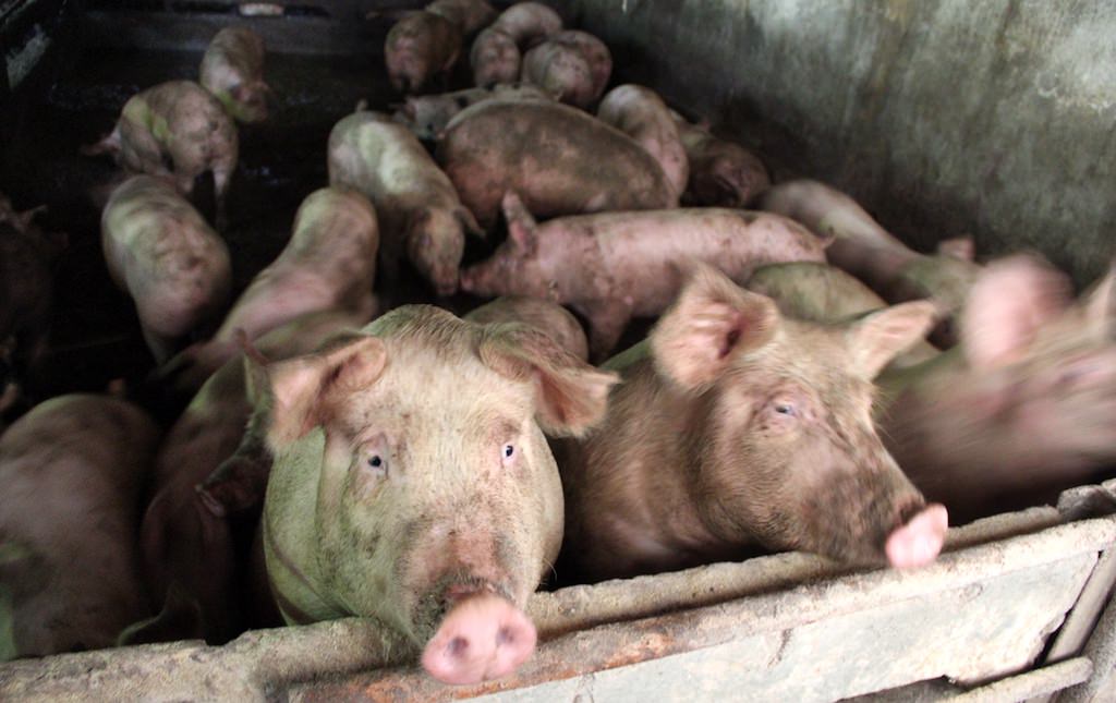 pesta porcină la cea mai mare fermă din românia. peste 140.000 de porci sunt eutanasiați