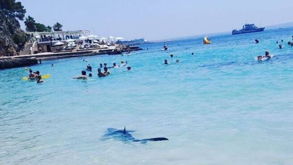 un rechin în agonie a speriat turiștii de pe o plajă din mallorca