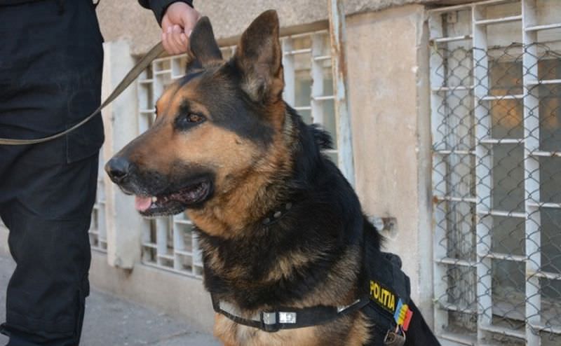 câinele care a băgat spaima în criminali și infractori se pensionează – a fost ”școlit” la sibiu