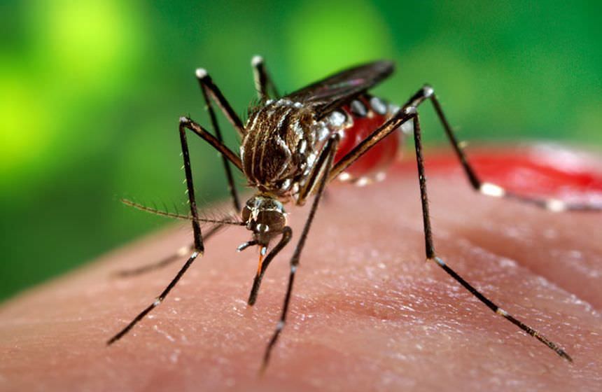 dezinsecție de țânțari la sibiu între 2 - 11 septembrie 2021