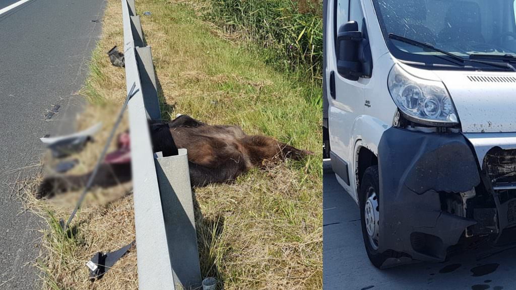 urs sfârtecat pe autostrada a1 - a apărut în fața unui camion
