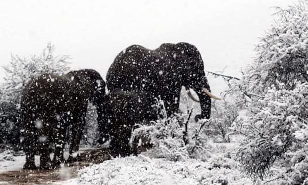 foto - a nins în africa. girafe și elefanți pozați în zăpadă