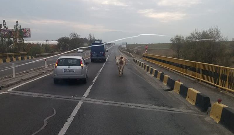 pericol în trafic pe dn1 la șelimbăr - o vacă se plimbă tacticoasă