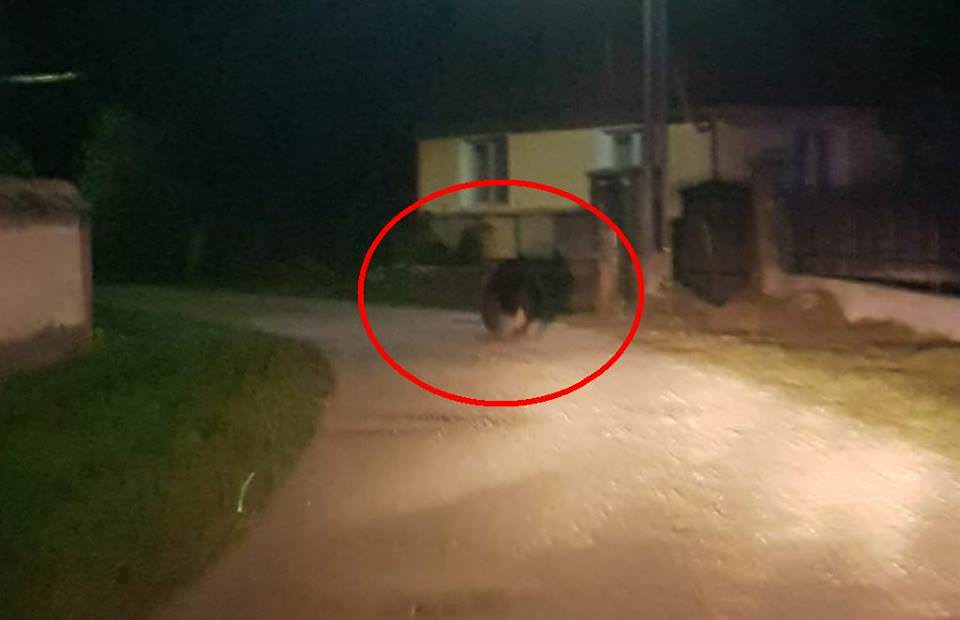 foto video polițiștii s-au întâlnit cu ursul la porumbacu de jos