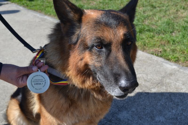 foto - leban, cel mai bun câine de căutare-salvare din românia. este din sibiu