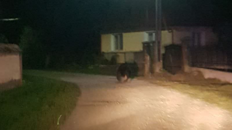 foto video polițiștii s-au întâlnit cu ursul la porumbacu de jos