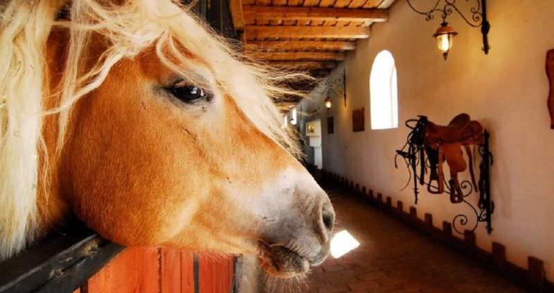 dracula horse festival - două zile de spectacole ecvestre, concerte și surprize