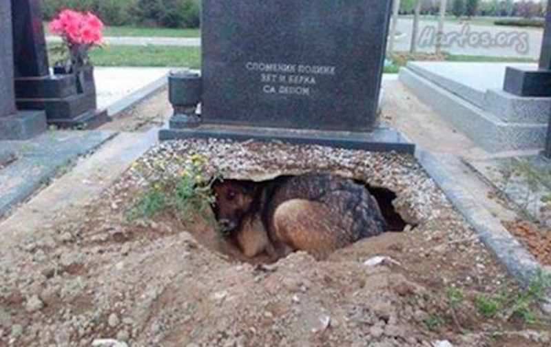 câinele care stătea neclintit sub o piatră funerară - nu își păzea stăpânul