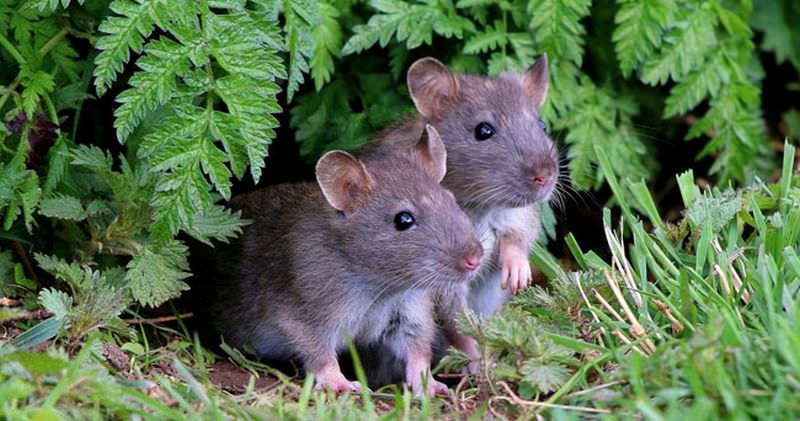un tip de hepatită făcut doar de șobolani s-a transmis la oameni