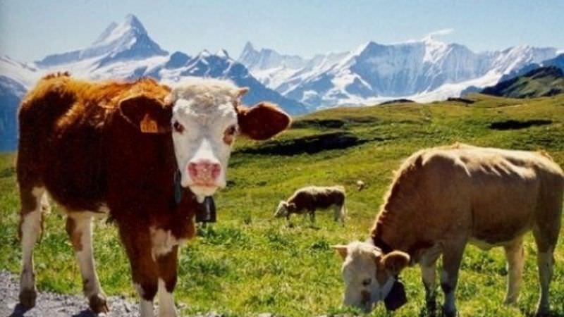 referendum unic: elvețienii votează dacă vacile din țară își vor păstra coarnele sau nu