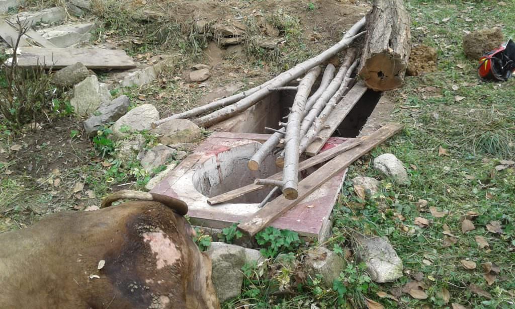 foto – văcuța căzută în fântână la sibiel. vești bune de la pompieri