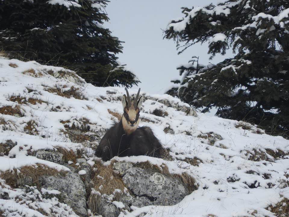 foto imagini inedite din piatra craiului - caprele negre au coborât la poalele munților