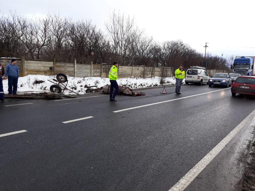 update foto cal ucis într-un accident pe dn14 la viile sibiului