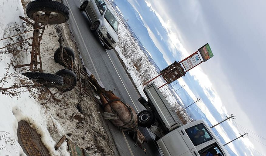 update foto cal ucis într-un accident pe dn14 la viile sibiului