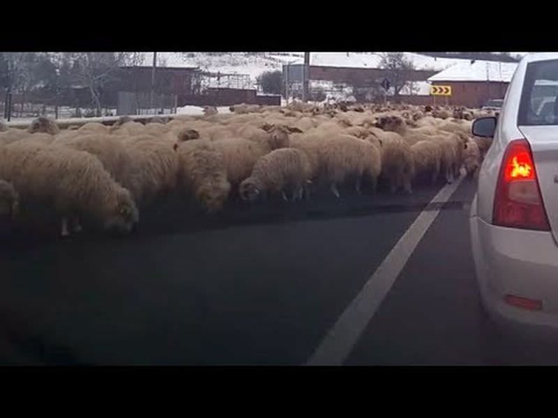 video haos în trafic din cauza unei turme de oi care lingea sarea de pe asfalt