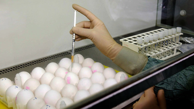 găini modificate genetic ca să facă ouă anticancer