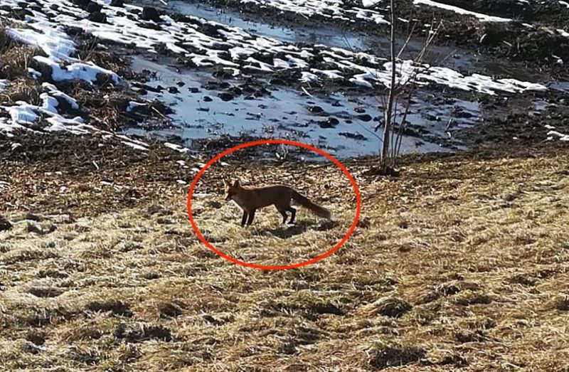 foto - vulpile au ajuns în oraș - nu se mai tem de oameni și caută mâncare