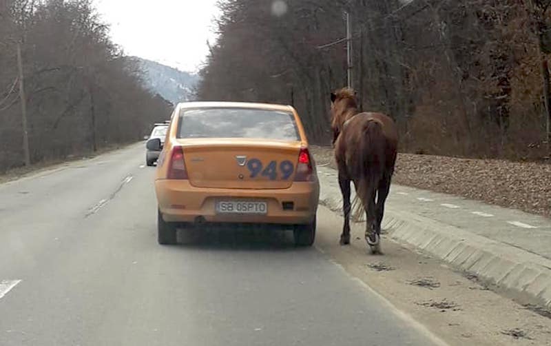 video foto cal ’’remorcat’’ cu taxiul la ieșire din sibiu către rășinari