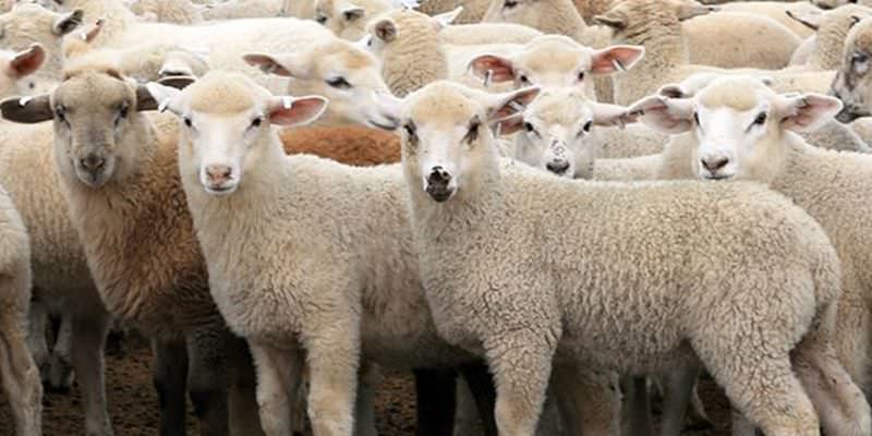 crescătorii de ovine sibieni care vor să vândă lână pot primi ajutor de la stat