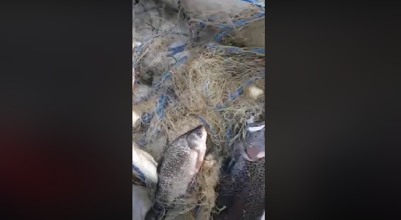 video braconaj pe râul olt, la colun – zeci de kilograme de pește găsite