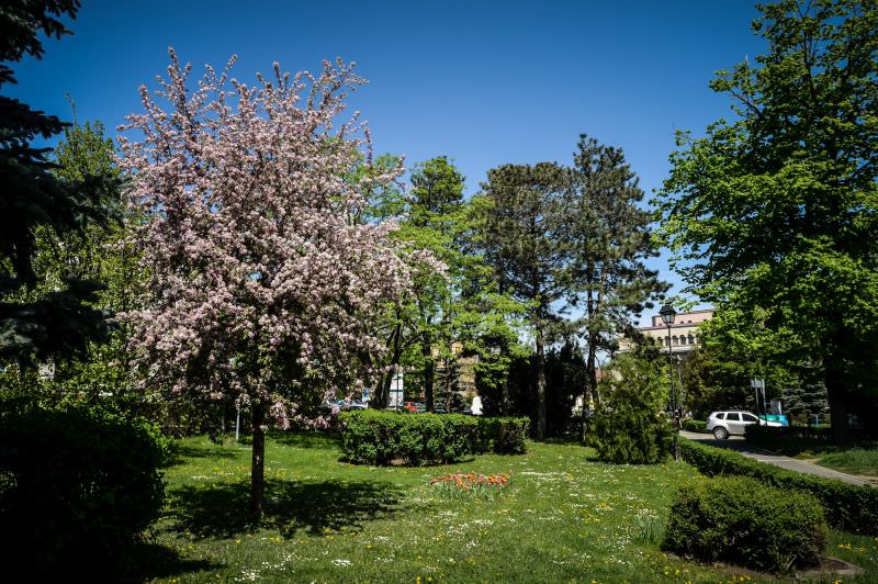 sibiul prinde culoare - primăria plantează arbori și arbuști în oraș