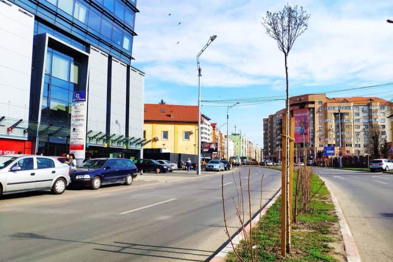 sibiul prinde culoare - primăria plantează arbori și arbuști în oraș