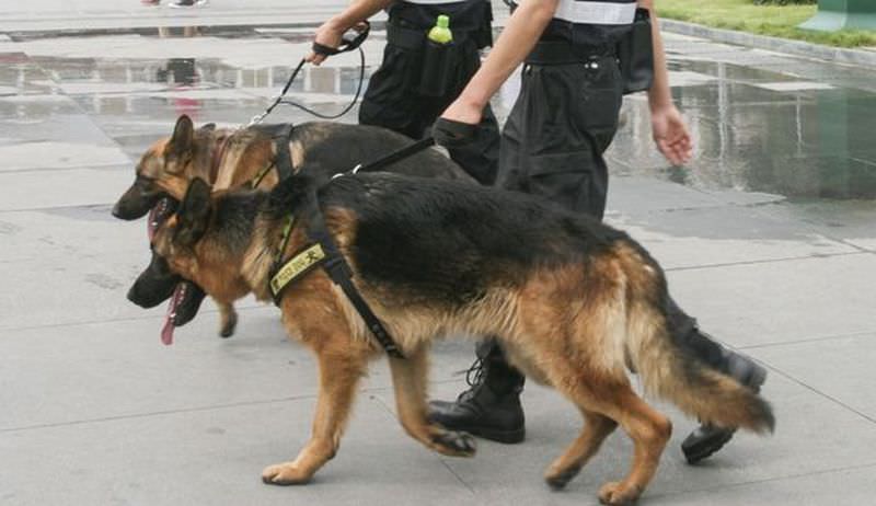 oamenii de știință din china au clonat un câine polițist