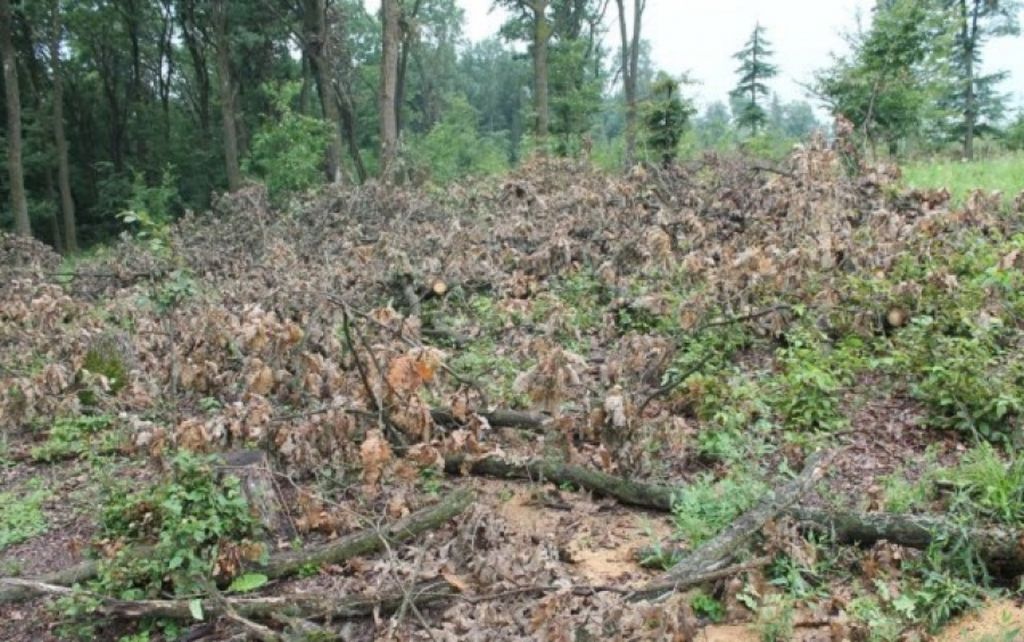 o pădure din românia a fost defrișată peste noapte