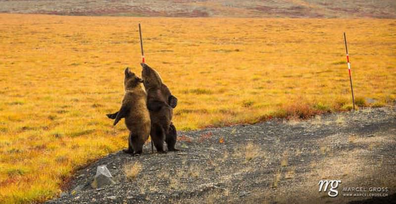 foto doi urși surprinși într-un moment inedit. s-au bucurat ca niște copii