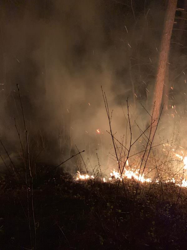 FOTO Incendiu în pădure la Buia - Șase hectare au ars