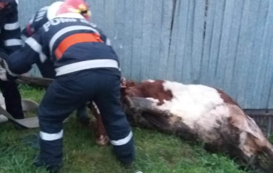 foto vacă salvată de pompieri după ce a căzut într-un șanț
