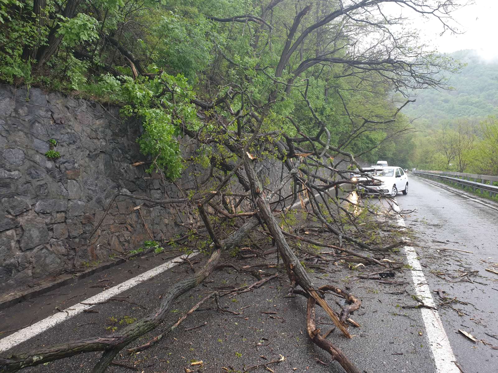 foto – valea oltului blocată de căderi de copaci