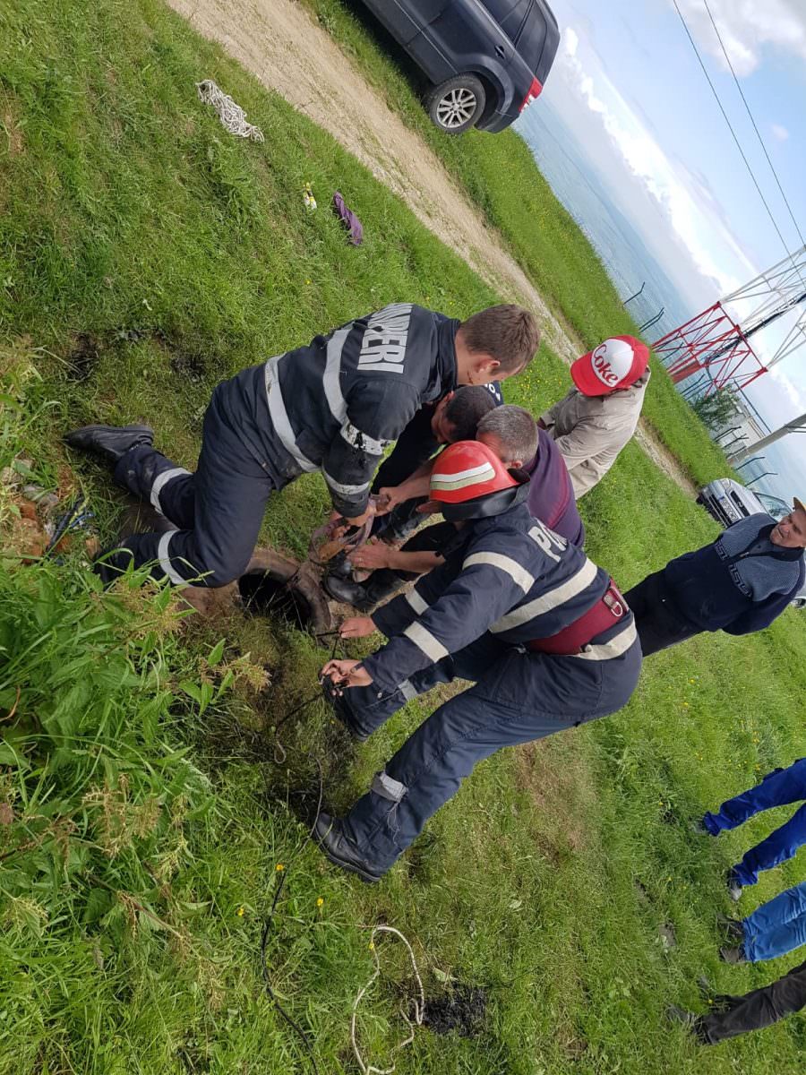 foto pompierii au salvat un vițel căzut într-un bazin cu păcură la poiana sibiului