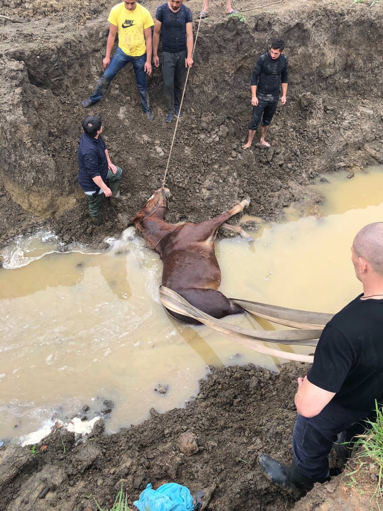 foto - cal salvat de pompieri după ce a căzut într-un canal de trei metri adâncime