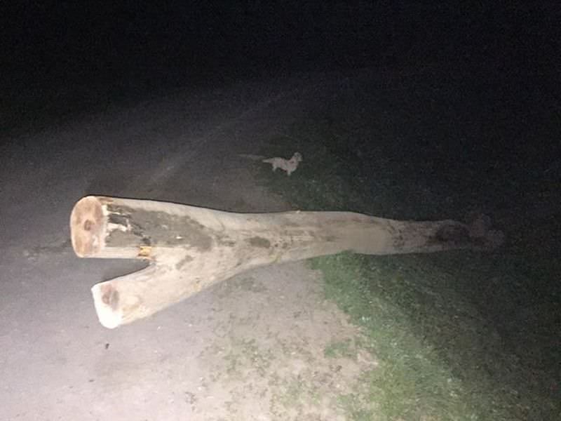 foto turiști la un pas de tragedie pe valea moașei - din cauza unui hoț de lemne