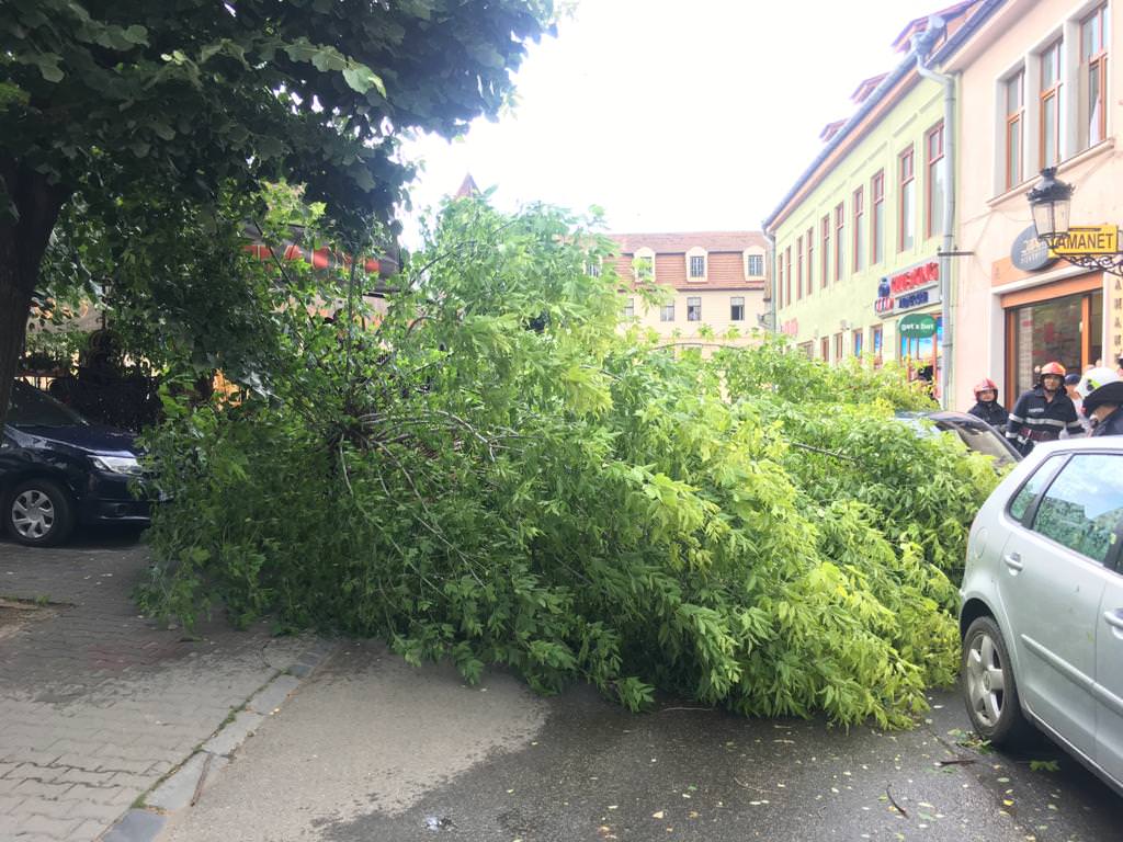 foto un copac a căzut peste o mașină la mediaș