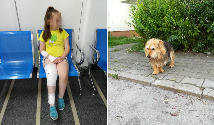 foto starea fetiței mușcată de câine - părinții se tem pentru că animalul este încă liber