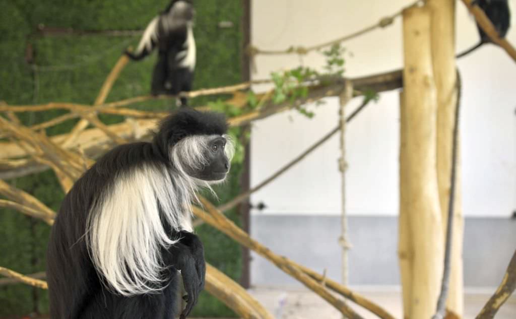 foto - invitație la zoo sibiu – program extins în zilele de vară